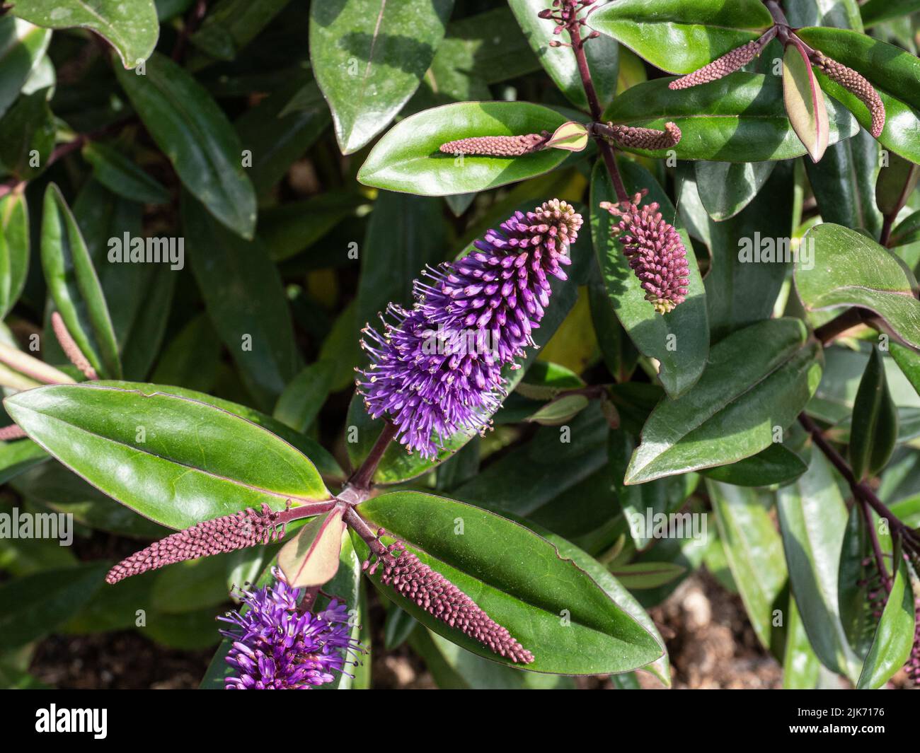 Eine Nahaufnahme des tiefvioletten Blütenstachels des immergrünen Hebe „Wiri Prince“ Stockfoto