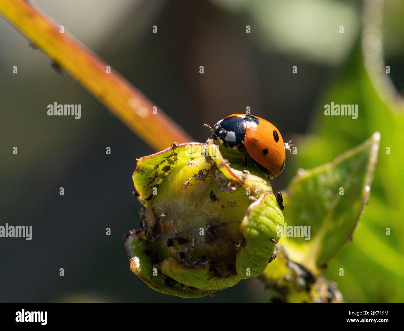 Ein Marienkäfer, der sich von schwarzen Blattläusen ernährt, die einen Dahlia-Stamm und eine Knospe befallen. Stockfoto