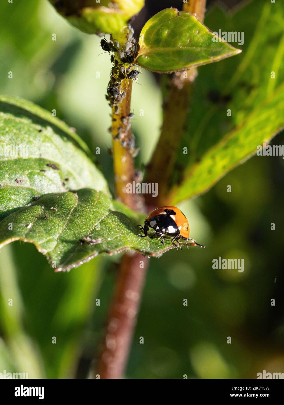 Ein Marienkäfer, der sich von schwarzen Blattläusen ernährt, die einen Dahlia-Stamm und eine Knospe befallen. Stockfoto