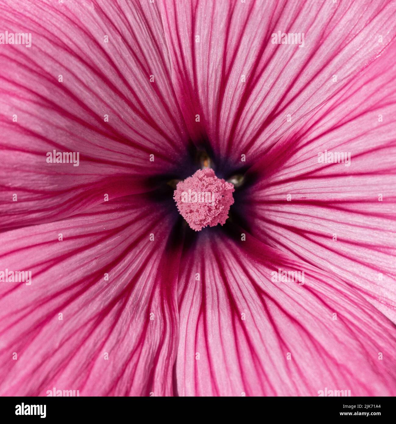 Eine extreme Nahaufnahme der Mitte der rosa Blume von Lavatera „Silver Cup“ Stockfoto