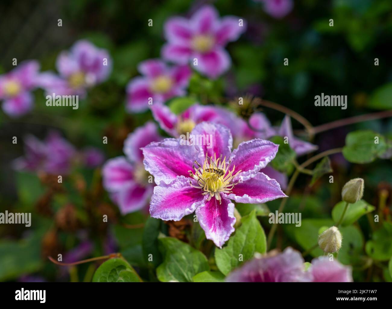 Honigbiene füttert Ende Juli eine Clematis-Blüte. Stockfoto