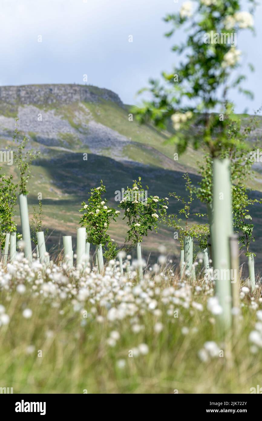 Moorland im Upper Eden Valley, das im Rahmen eines Umweltprogramms mit Weichholzbäumen bepflanzt wurde. Mallerstank, Cumbria, Großbritannien. Stockfoto