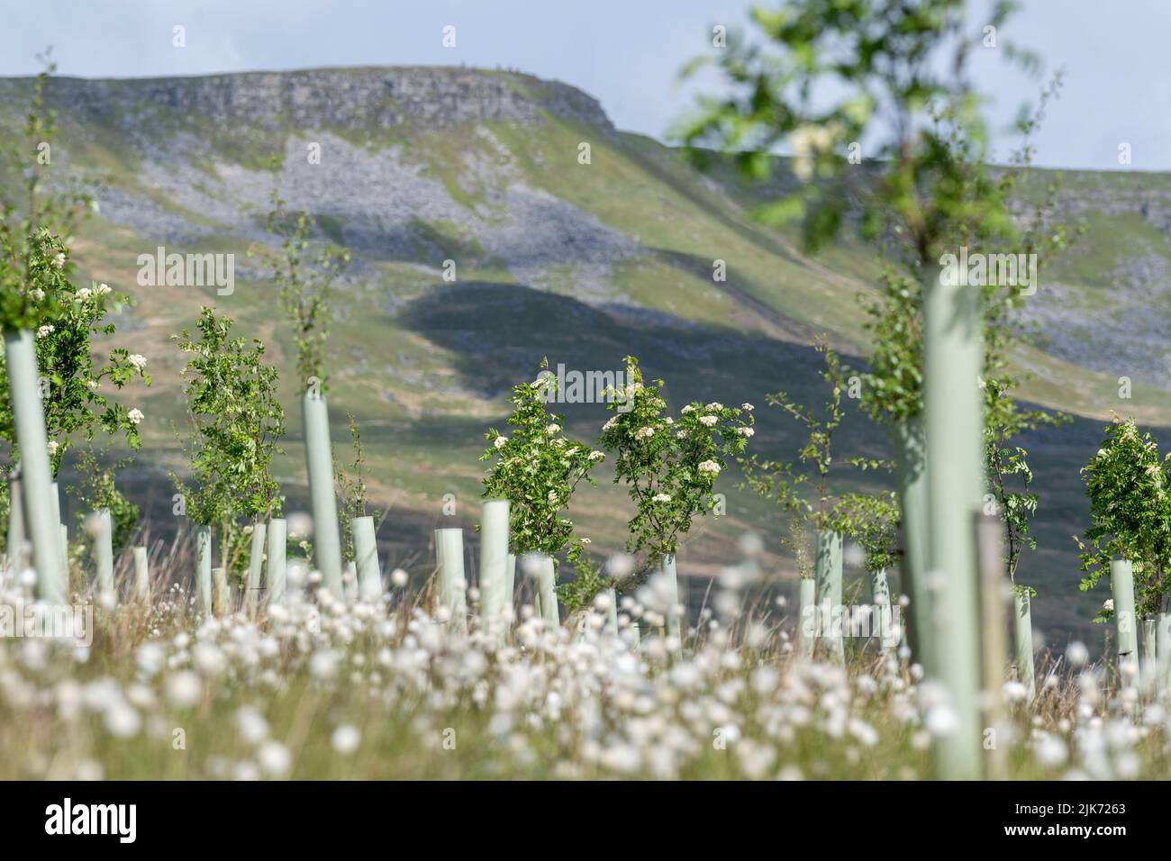 Moorland im Upper Eden Valley, das im Rahmen eines Umweltprogramms mit Weichholzbäumen bepflanzt wurde. Mallerstank, Cumbria, Großbritannien. Stockfoto