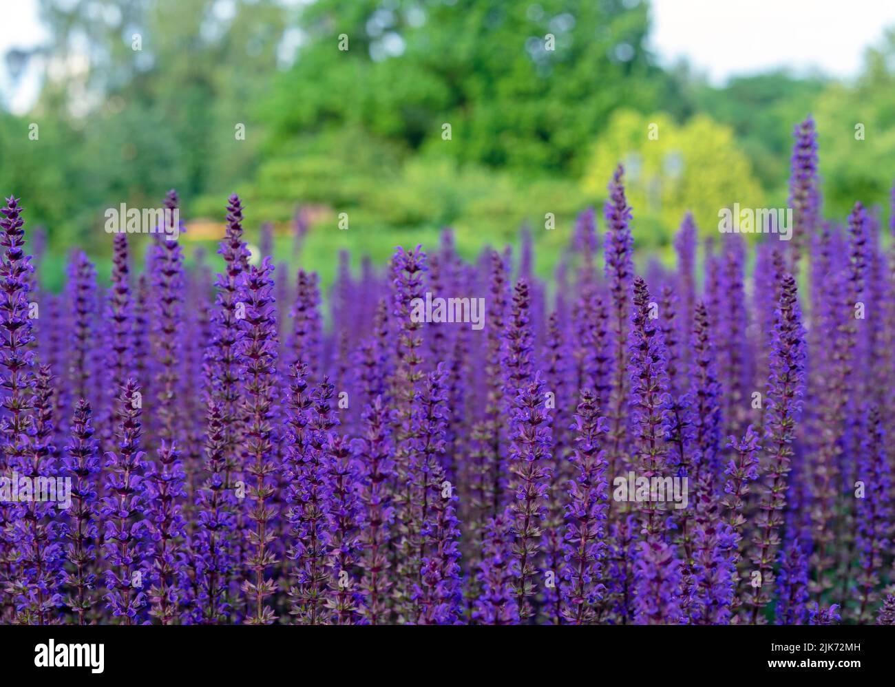 Violette Salbeiblüten. Mehrjährige Salbei (Salvia nemorosa) ist eine Heilpflanze und ein Gewürz für Lebensmittel. Stockfoto