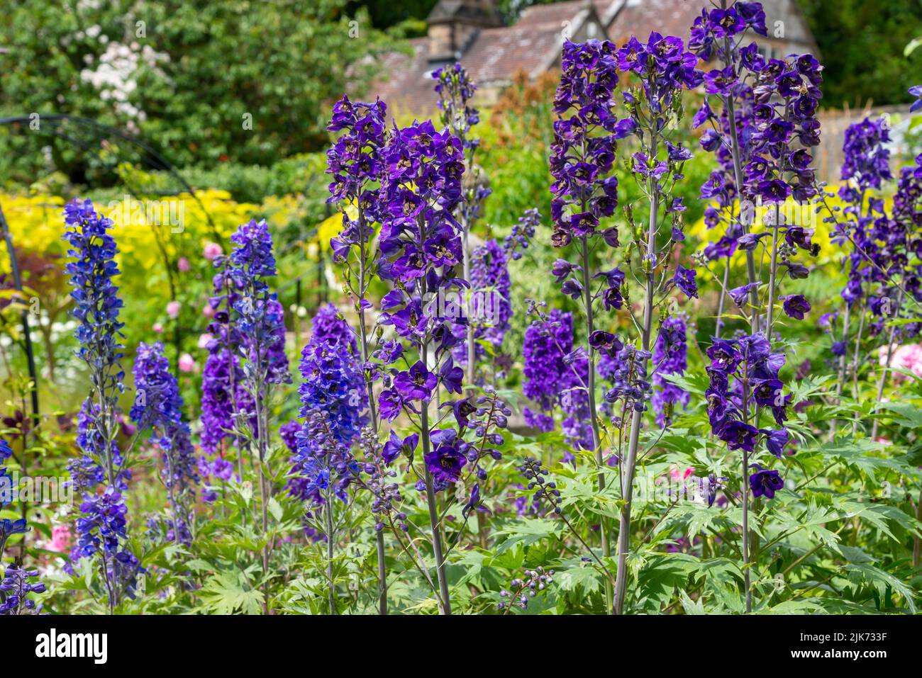 Gruppe von dunkelblauen und violetten Delphinien, die im Hochsommer in einem englischen Garten blühen. Stockfoto