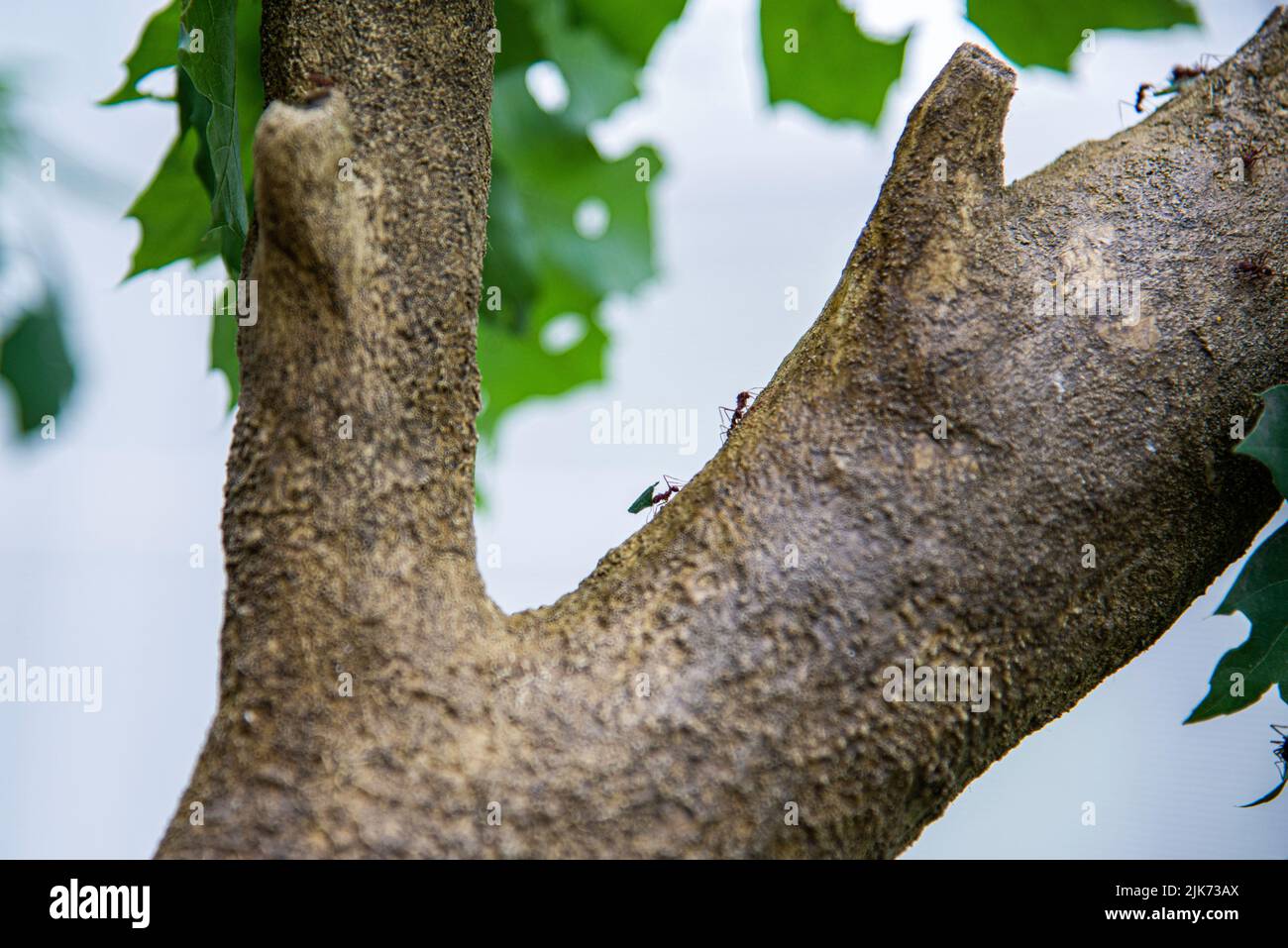 Montreal, Kanada - Juli 30 2022：Ameisen, die Blätter auf dem Zweig im Montreal Insectarium transportieren Stockfoto