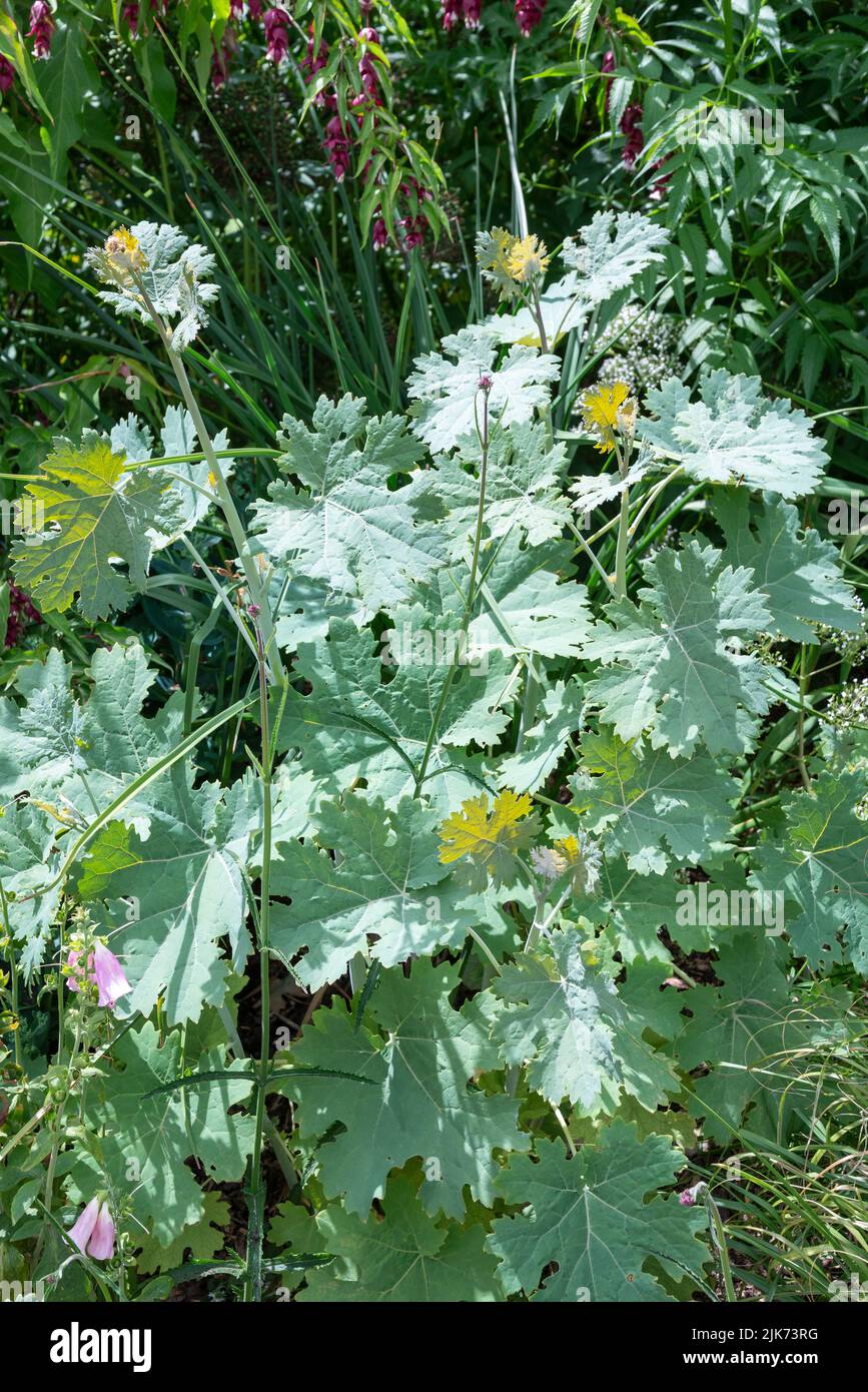 Macleaya Cordata, eine große, mehrjährige Pflanze, die in Gärten angebaut wird. Silbrig grünes Laub im Sommer. Stockfoto