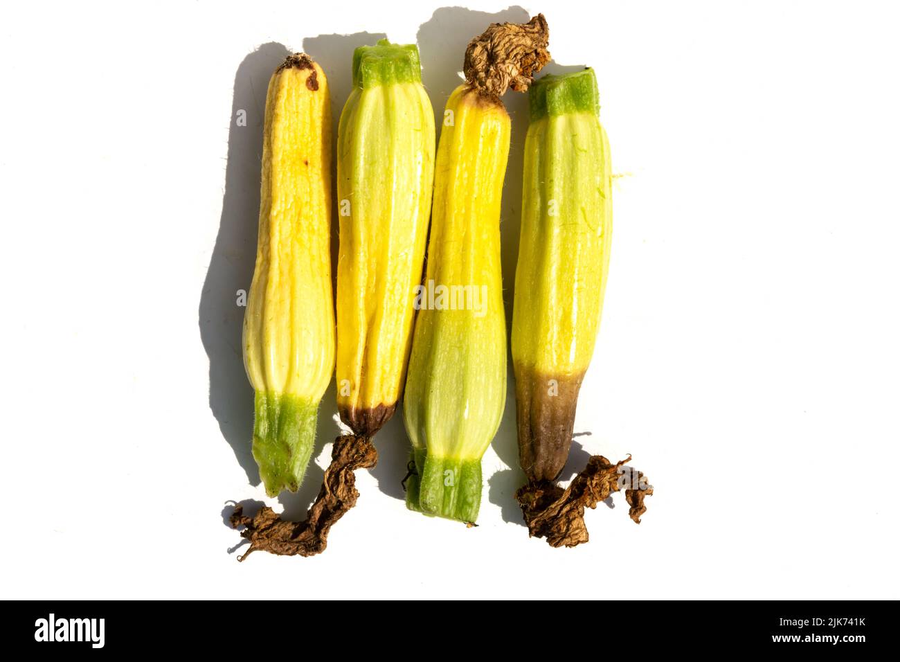 Verwöhnte Zucchini auf hellem Hintergrund. Fauler Squash. Unsachgemäßer Anbau von Gemüse. Pflanzenkrankheiten Stockfoto