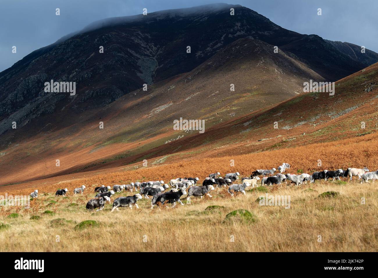 Hirten sammeln Herdwick Schafe vor Cinderdale Fell, Cumbria, im Herbst bereit für die saisonale Tupping Zeit. Lake District National Park, Großbritannien. Stockfoto