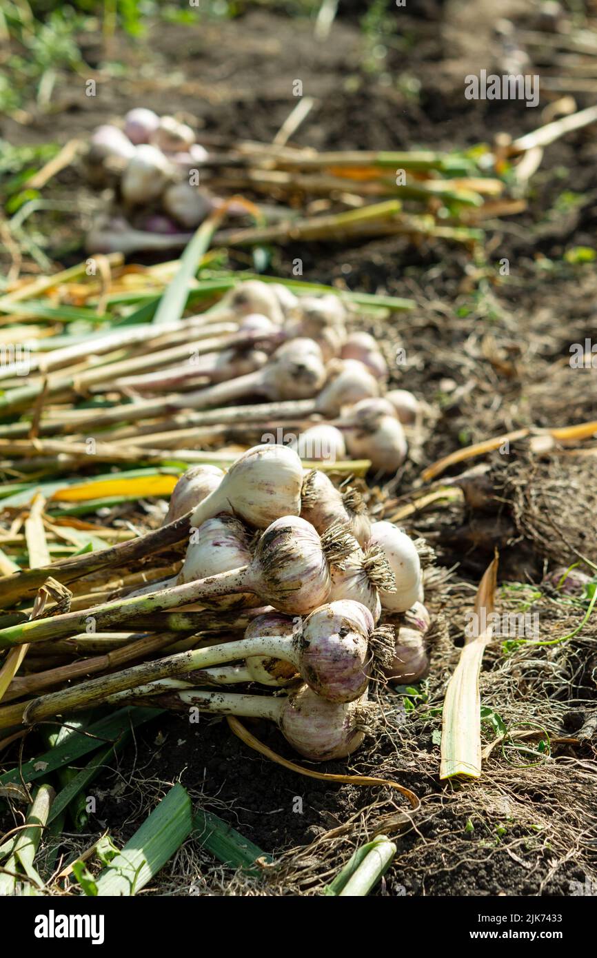 Knoblauchernte im Garten. Ein Landwirt hängt Knoblauchzwiebeln zum Trocknen, das Konzept des ökologischen Landbaus, Gemüse für die Lagerung vorzubereiten. Stockfoto