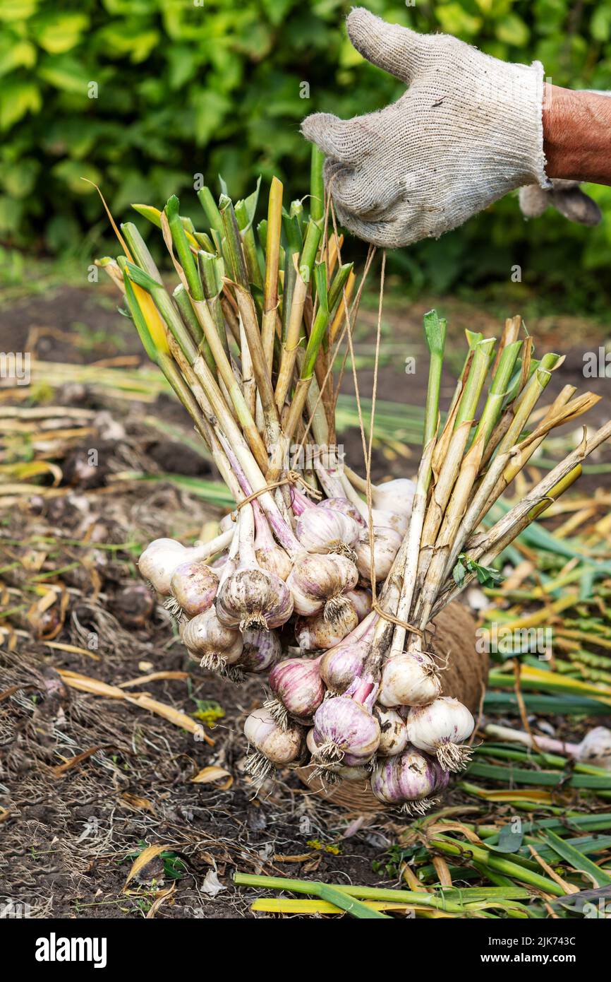 Knoblauchernte im Garten. Ein Landwirt hängt Knoblauchzwiebeln zum Trocknen, das Konzept des ökologischen Landbaus, Gemüse für die Lagerung vorzubereiten. Stockfoto