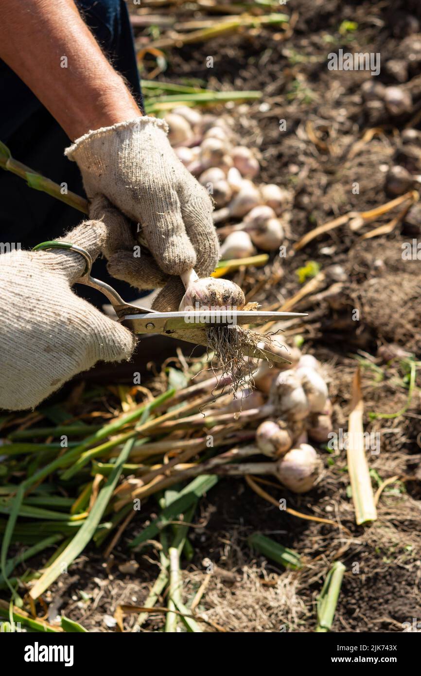 Knoblauchernte im Garten. Ein Landwirt hängt Knoblauchzwiebeln zum Trocknen, das Konzept des ökologischen Landbaus, Gemüse für die Lagerung vorzubereiten. Stockfoto