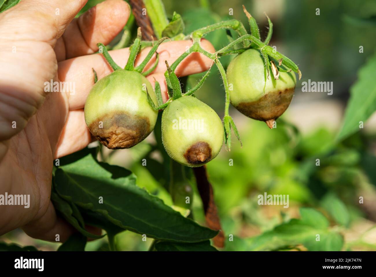 Tomatenkrankheit. Grüne Tomaten verfaulen an einem Zweig in einem ländlichen Garten an einem sonnigen Tag. Tomaten sind beschädigt und krank Stockfoto