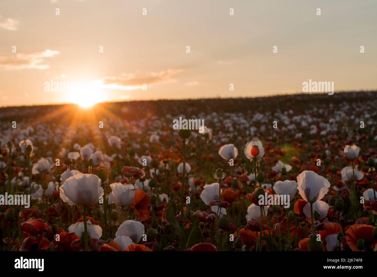 Sonnenuntergang über dem Feld, Mohn blüht mit rotem Mohn Stockfoto