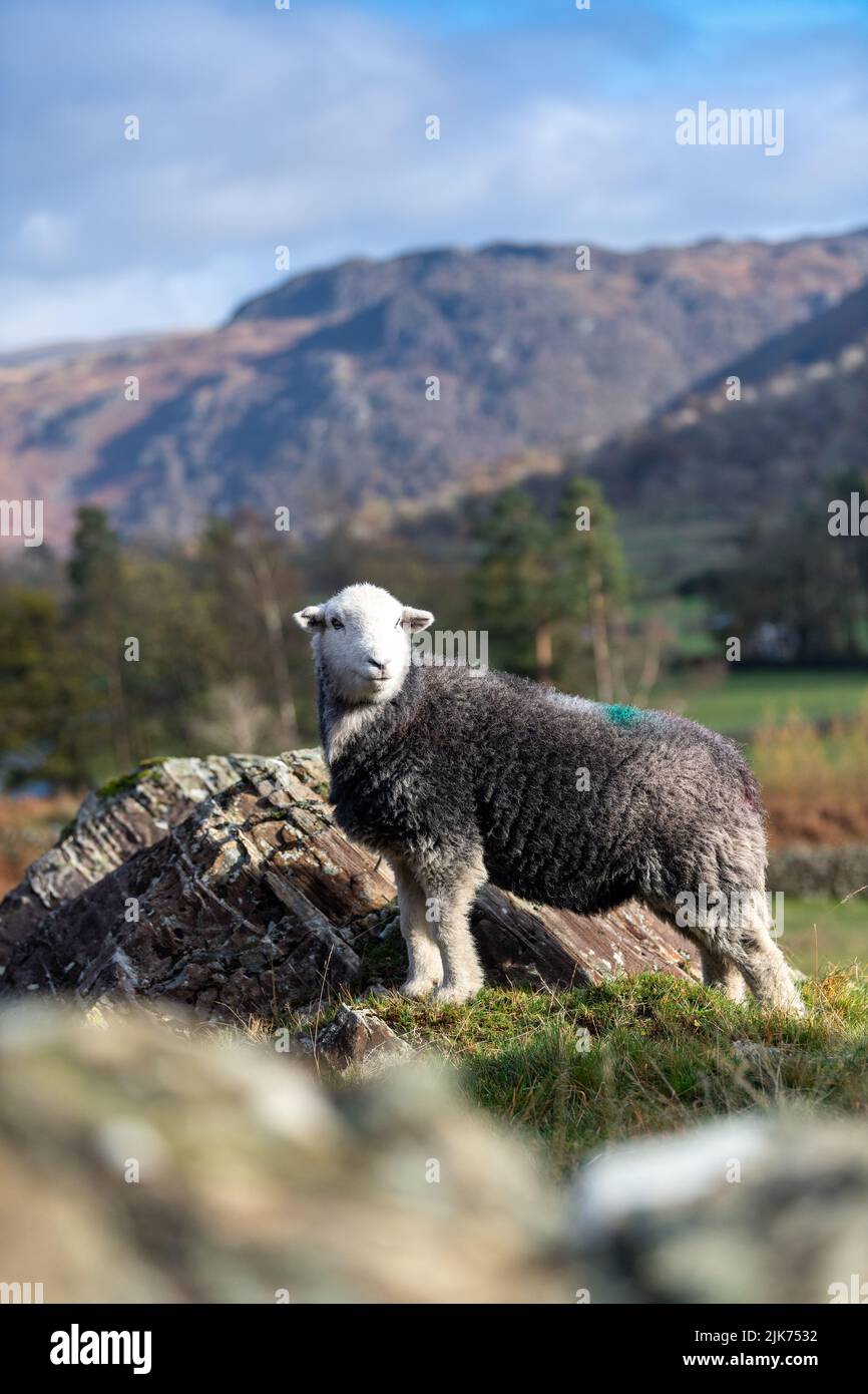 Herdwick Sheep, eine winterharte Hügelrasse, auf Bergen in Seathwaite im Borrowdale Valley in der Nähe von Keswick, Cumbria, Großbritannien. Stockfoto