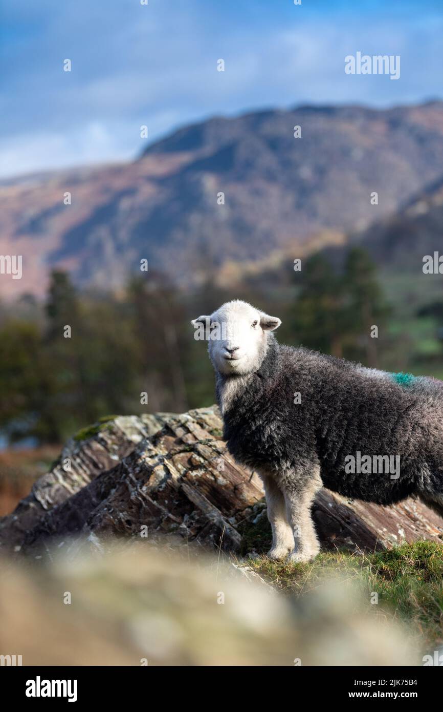 Herdwick Sheep, eine winterharte Hügelrasse, auf Bergen in Seathwaite im Borrowdale Valley in der Nähe von Keswick, Cumbria, Großbritannien. Stockfoto