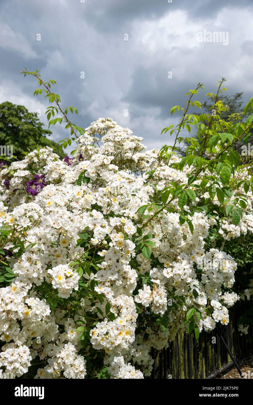 Rosa 'Rambling Rector' in einem englischen Garten im Hochsommer. Stockfoto