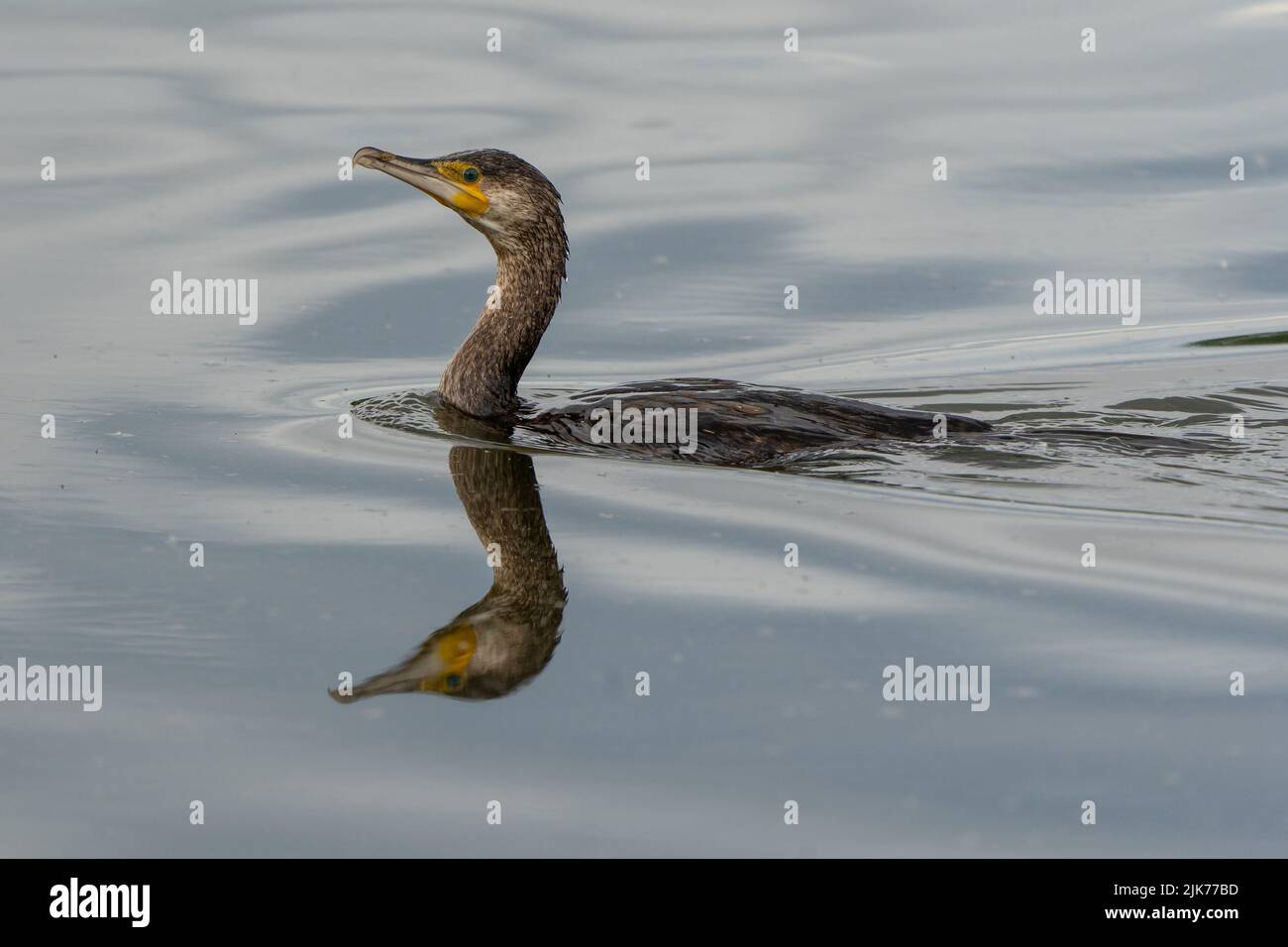 Kormoran - Phalacrocorax carbo Stockfoto