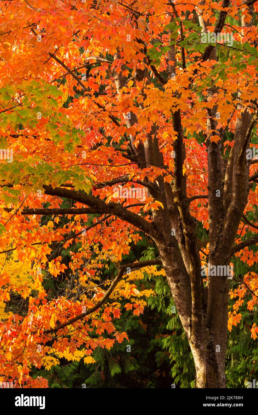 WA21809-00...WASHINGTON - Herbstfarbe im Gene Coulon Memorial Beach Park am Ufer des Lake Washington. Stockfoto