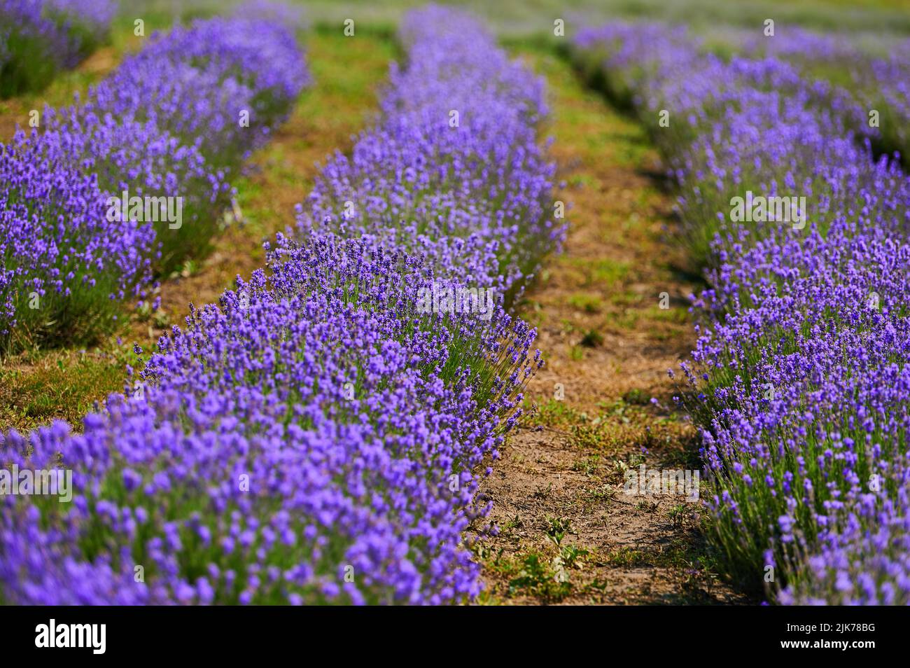 Lavendelbüsche während der Blüte im Gartenbau, Nahaufnahme Stockfoto