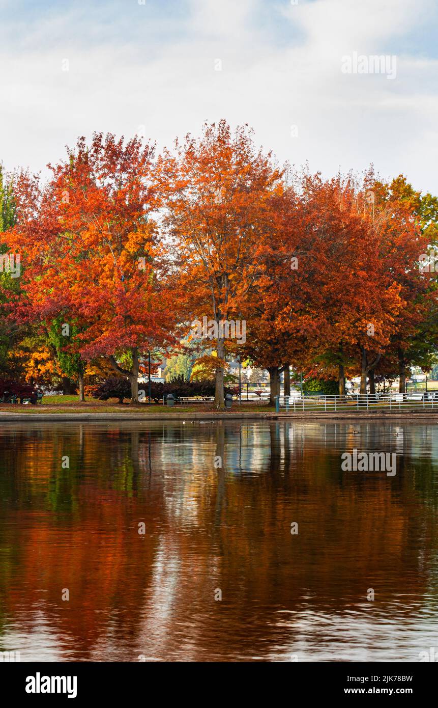 WA21813-00...WASHINGTON - Herbstfarben spiegeln sich im Schwimmbereich des Gene Coulon Memorial Beach Park am Ufer des Lake Washington wider. Stockfoto