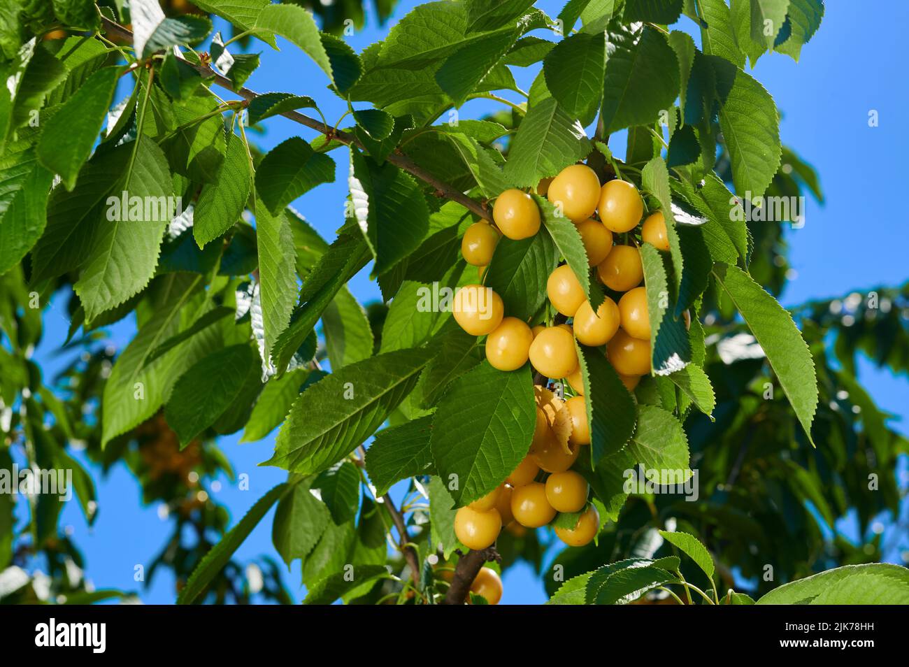 Reife gelbe Kirschen auf einem Obstbaumzweig, Nahaufnahme Stockfoto