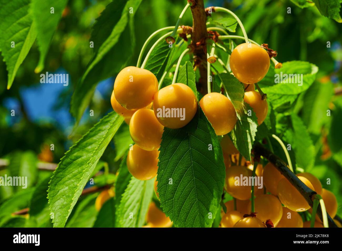 Reife gelbe Kirschen auf einem Ast eines Obstbaums, Nahaufnahme Stockfoto