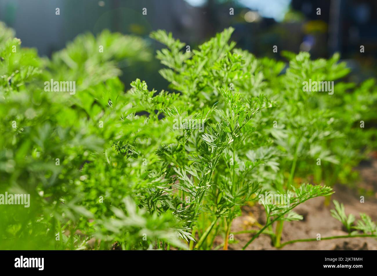 Grüne Keimlinge von Karottenblättern in einem Gemüsegarten im Gartenbau, Nahaufnahme Stockfoto