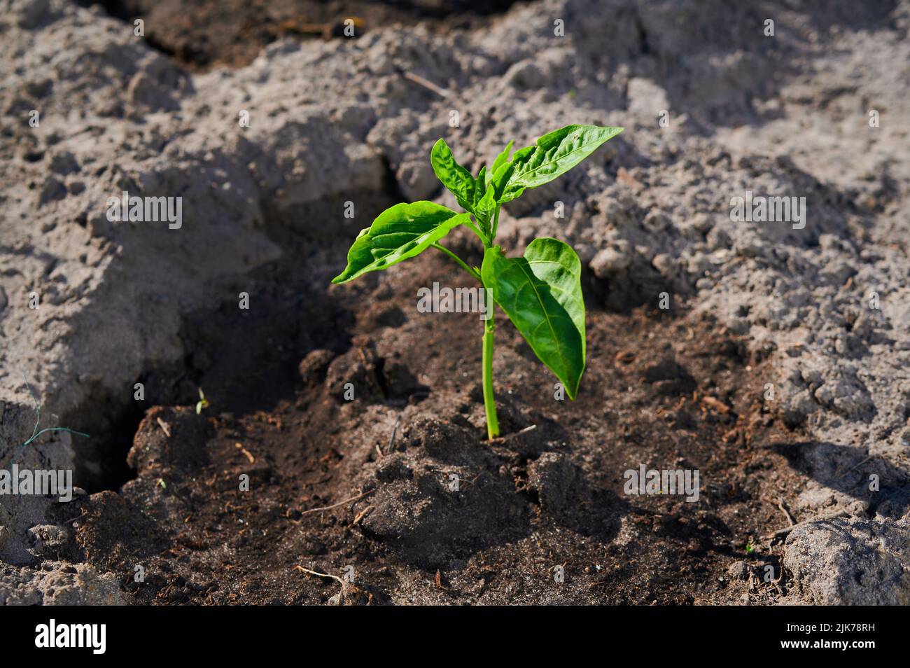 Grüne Büsche von Paprika auf einem Gartenbeet, Feldfrüchte für Lebensmittel, Nahaufnahme Stockfoto