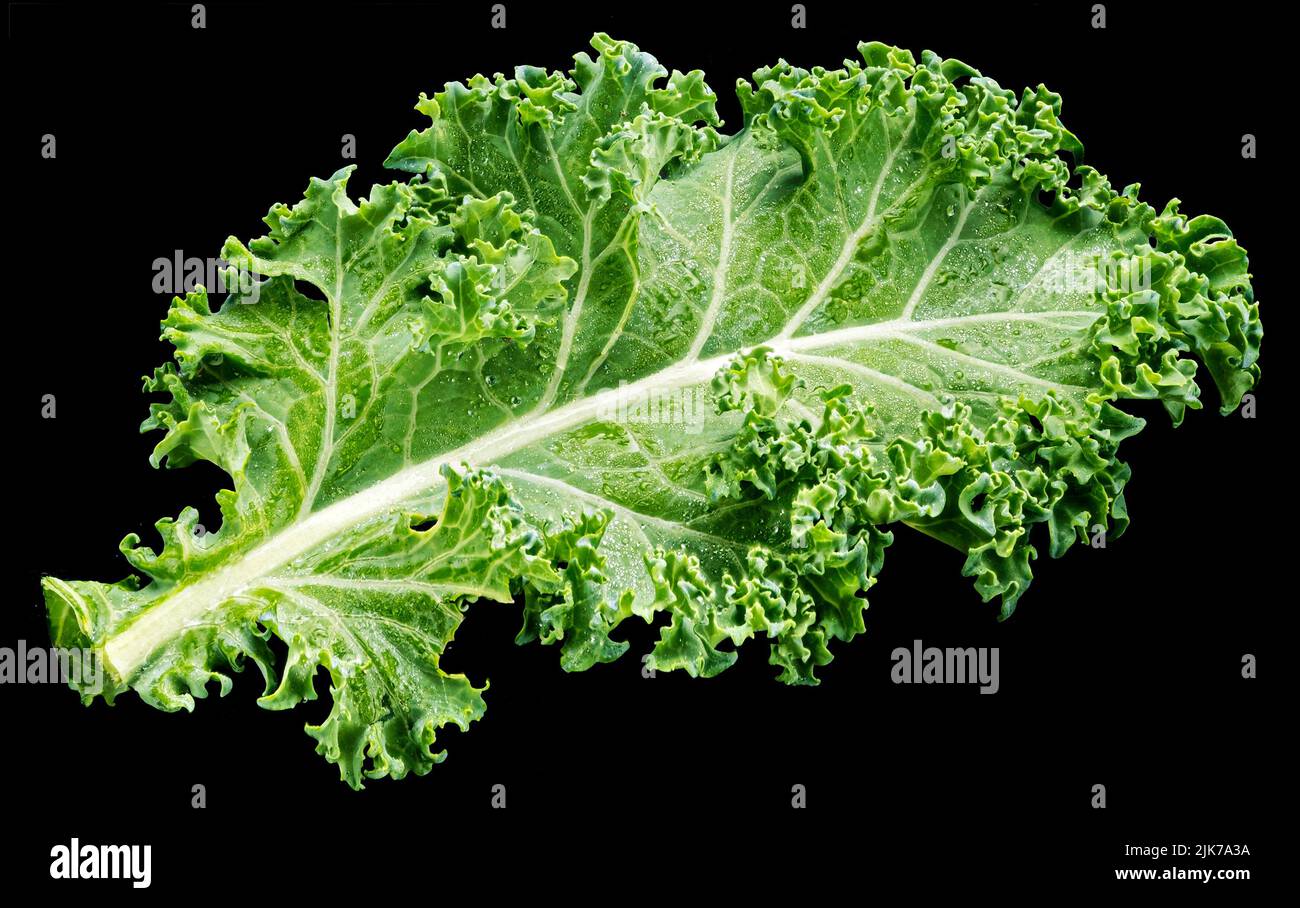 Kale Salatblatt isoliert auf schwarzem Hintergrund, Draufsicht Stockfoto