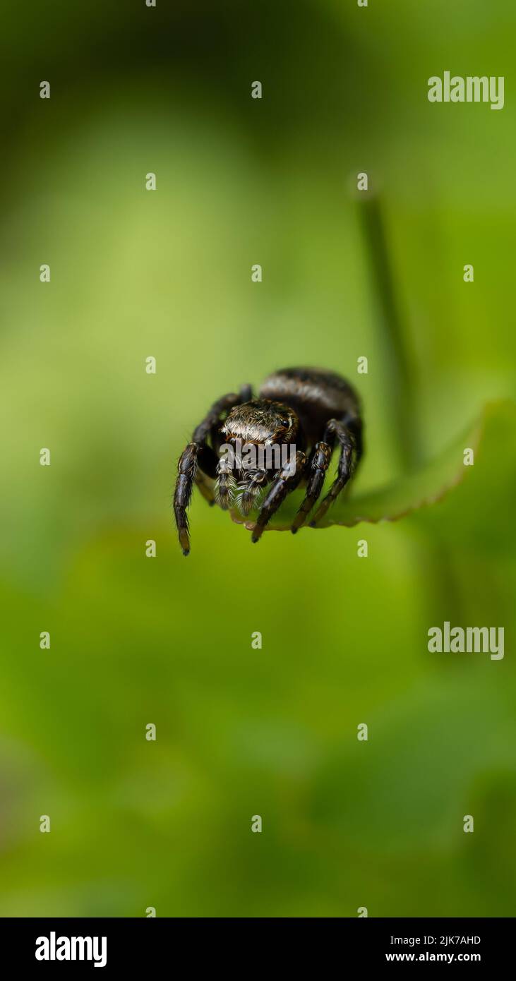 Kleine springende Spinne. Stockfoto
