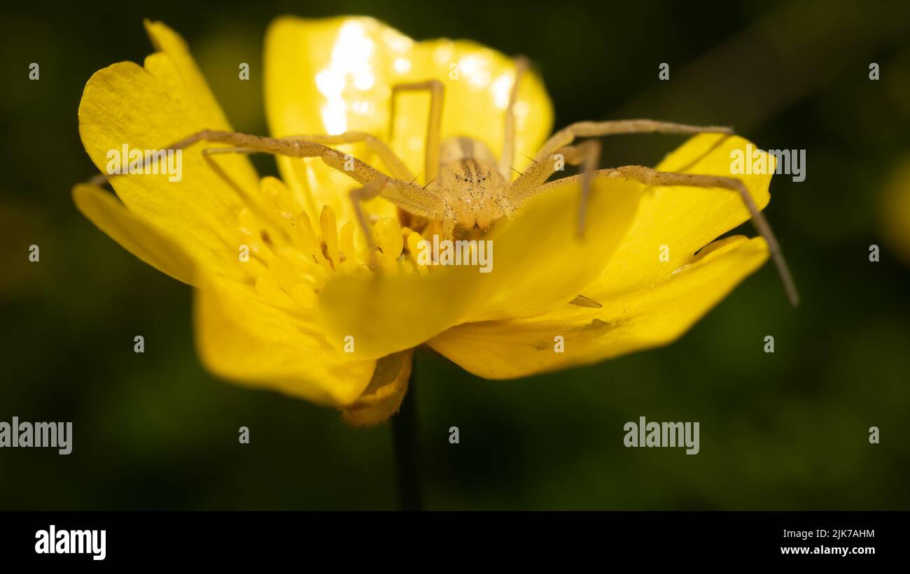 Spinne, die eine Blume bewacht. Stockfoto