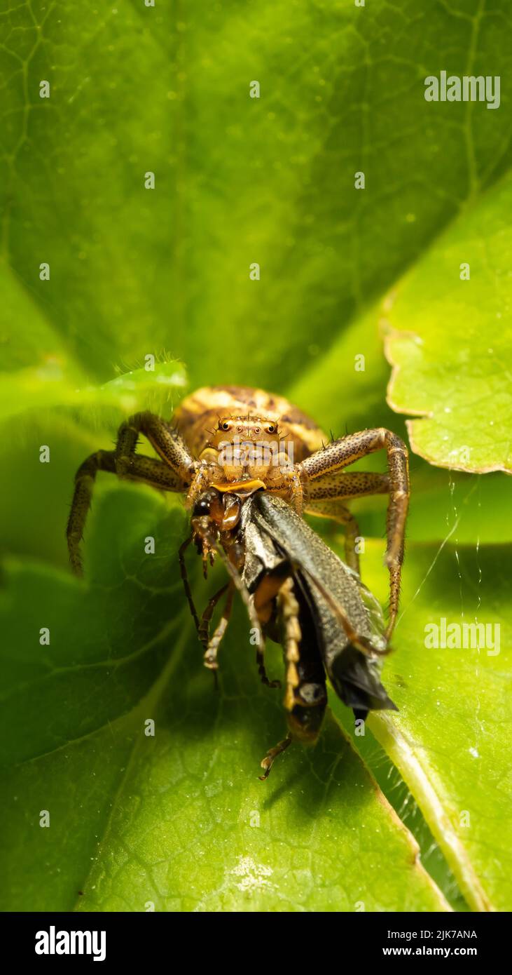 Spinnenfressende. Stockfoto