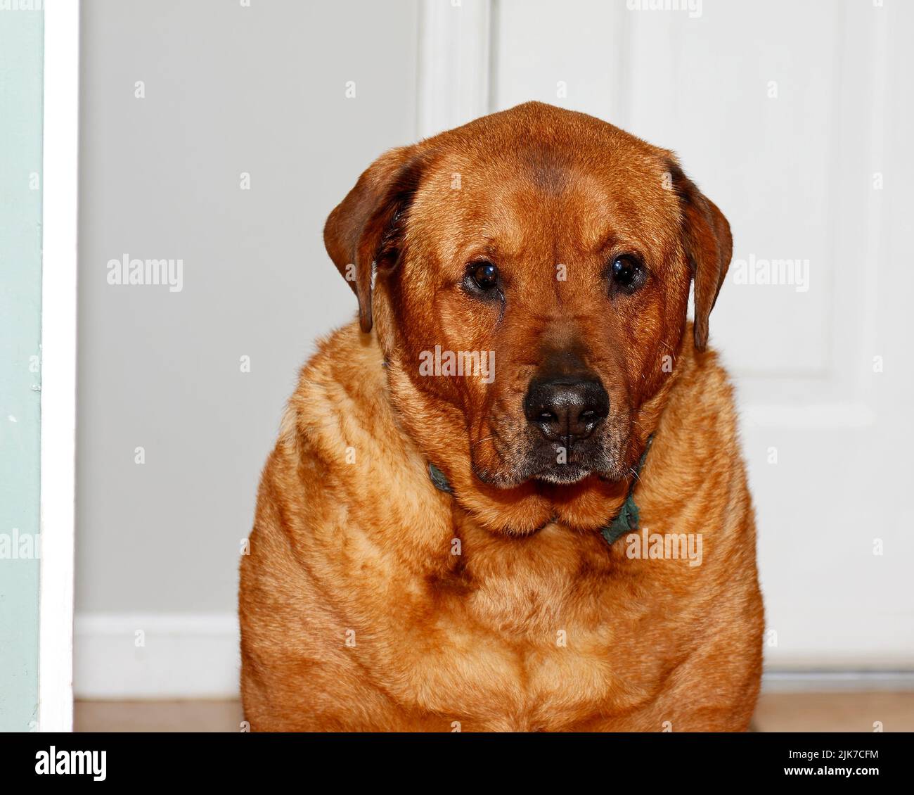 Hundeportrait, Rostfarbe Fell, groß, Haustier, Hund, Tier, Pr Stockfoto