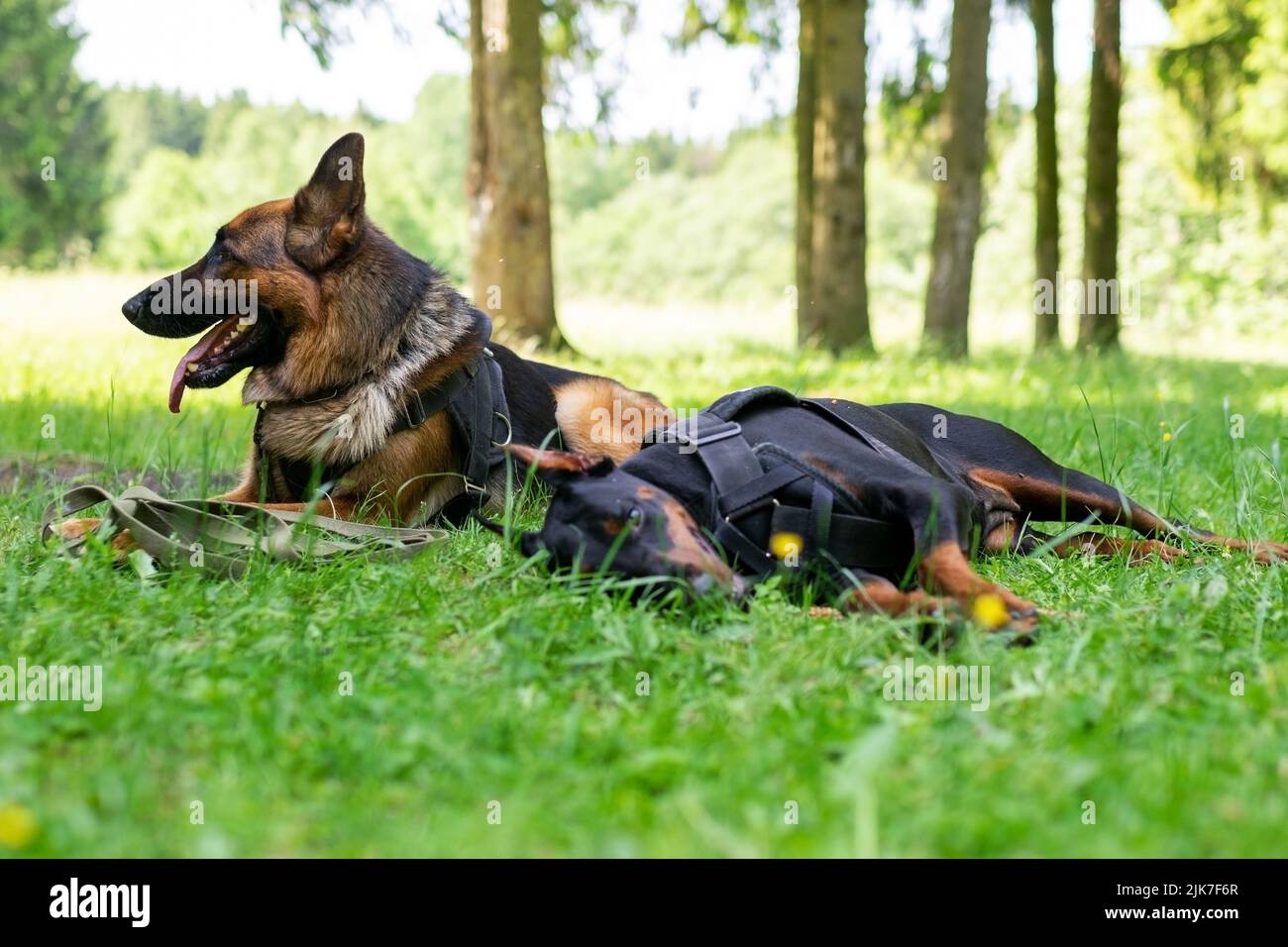 Dobermann und Deutscher Schäferhund, auf dem Gras im Wald. Hochwertige Fotos Stockfoto