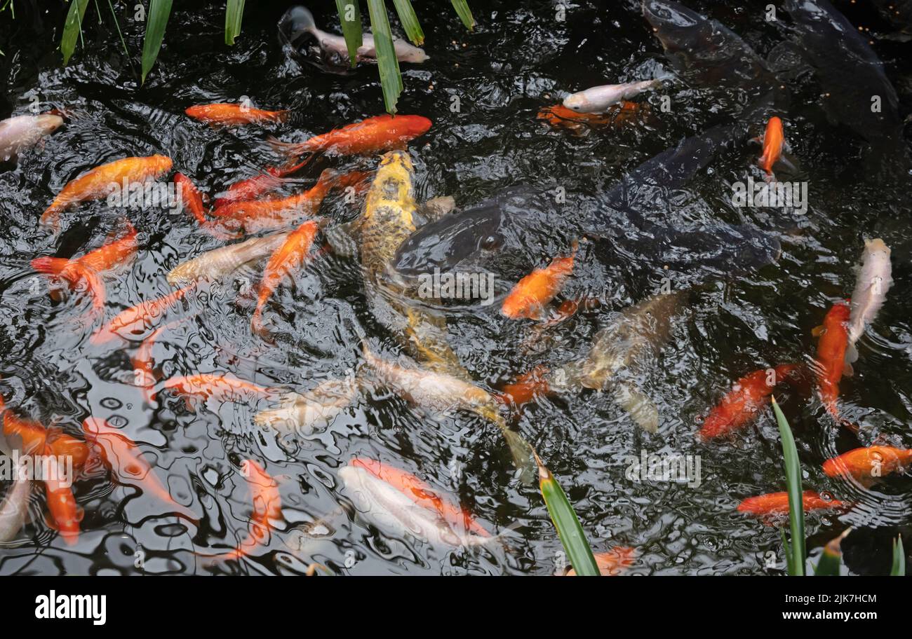 Koi Karp in einem Teich, beschäftigt während der Fütterungszeit, viele Fische Stockfoto