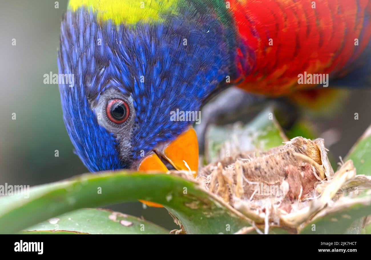 Farbenfroher Papageienvögel des Regenbogens Lorikeet, selektiver Fokus auf das Auge Stockfoto