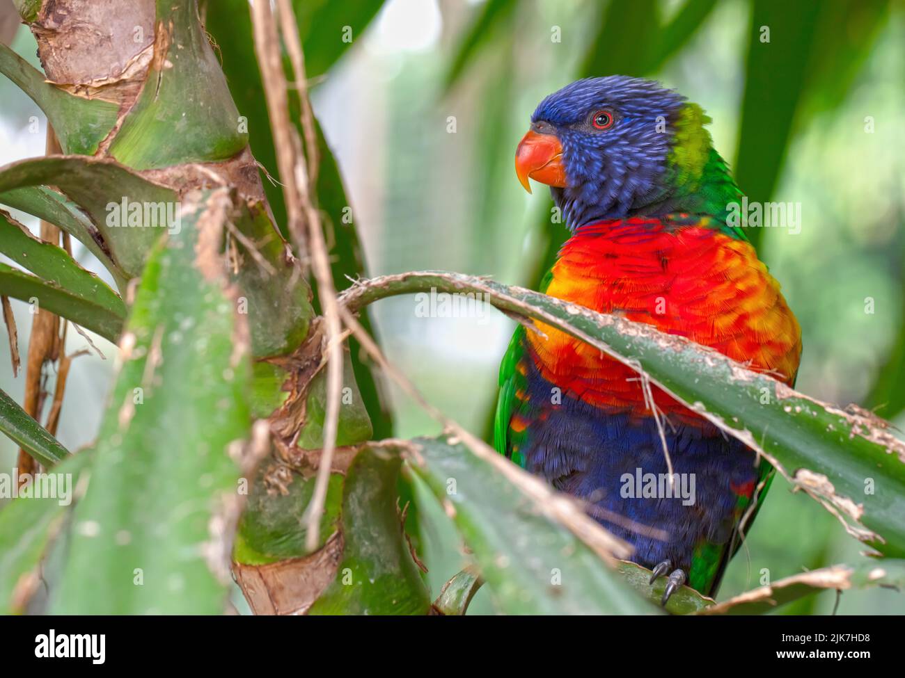 Farbenfroher Papageienvögel des Regenbogens Lorikeet, selektiver Fokus auf das Auge Stockfoto