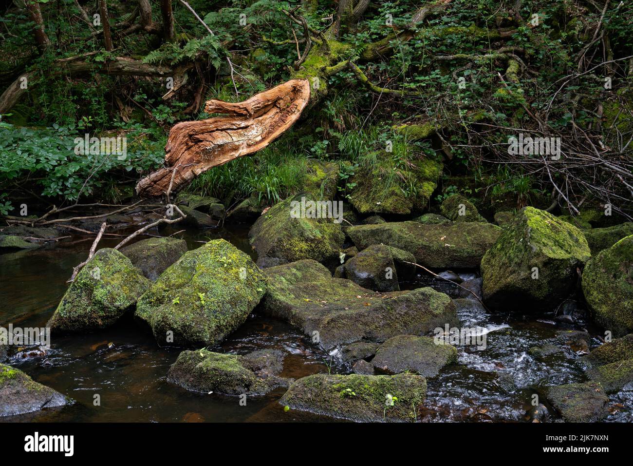 Moosbedeckte Felsen und umgefallener Baumstamm neben Waldbach im alten Wald Stockfoto
