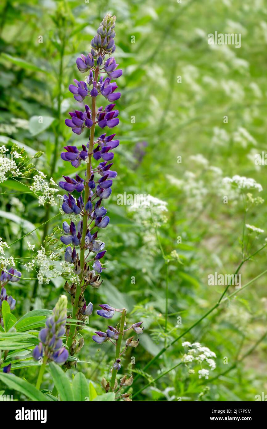 Blühende lila Lupine blüht auf der Wiese zwischen Narren Petersilienblüten Stockfoto
