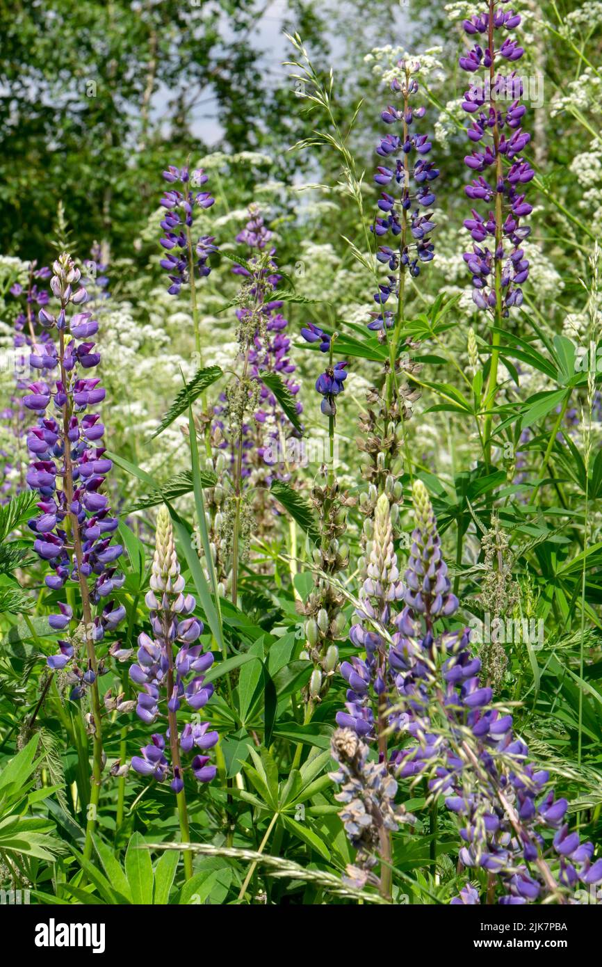 Blühende lila Lupine Blume in natürlicher Umgebung Stockfoto