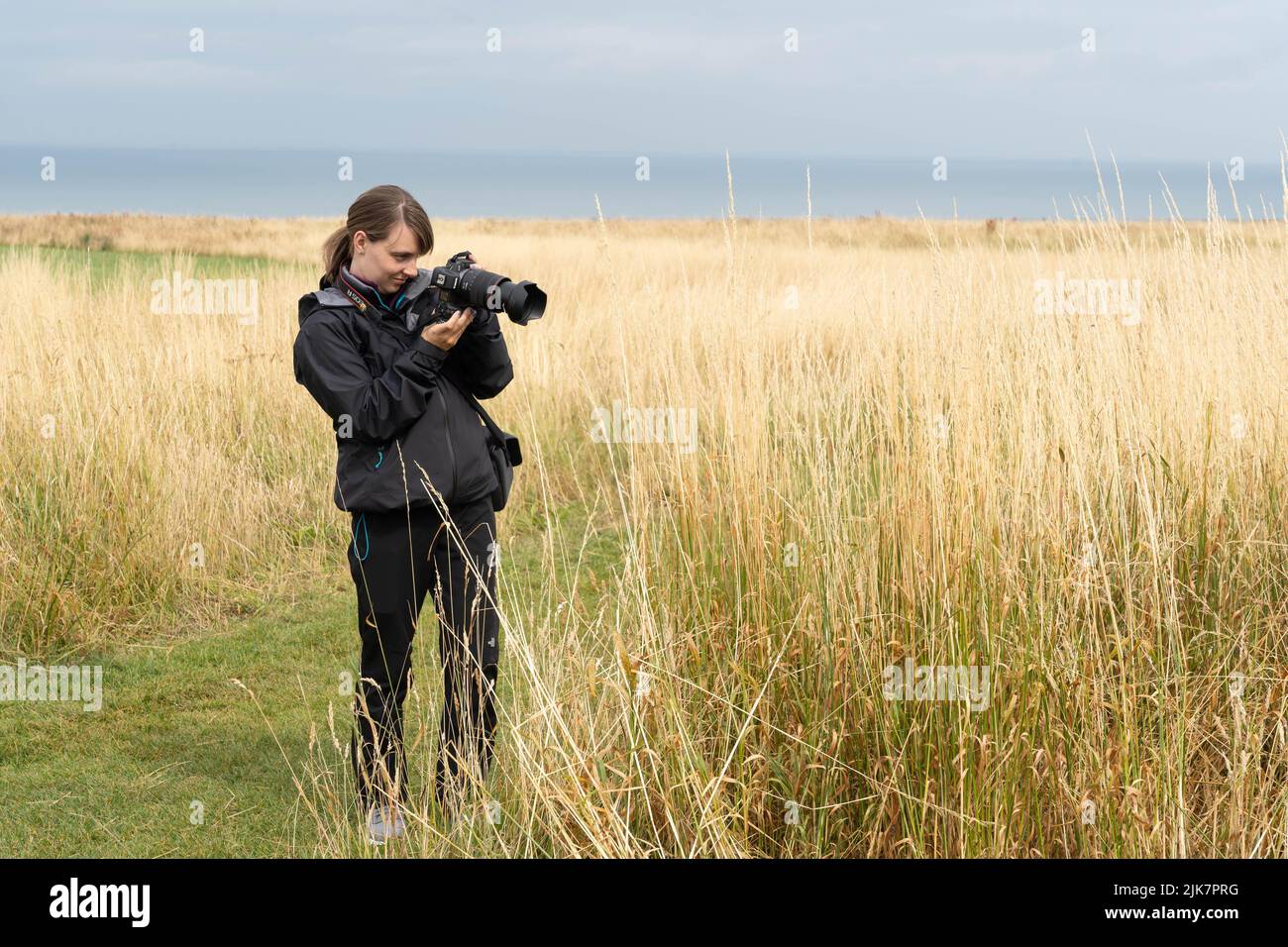Fotografin, die die Natur in goldenem Grasland mit Teleobjektiv festnimmt Stockfoto