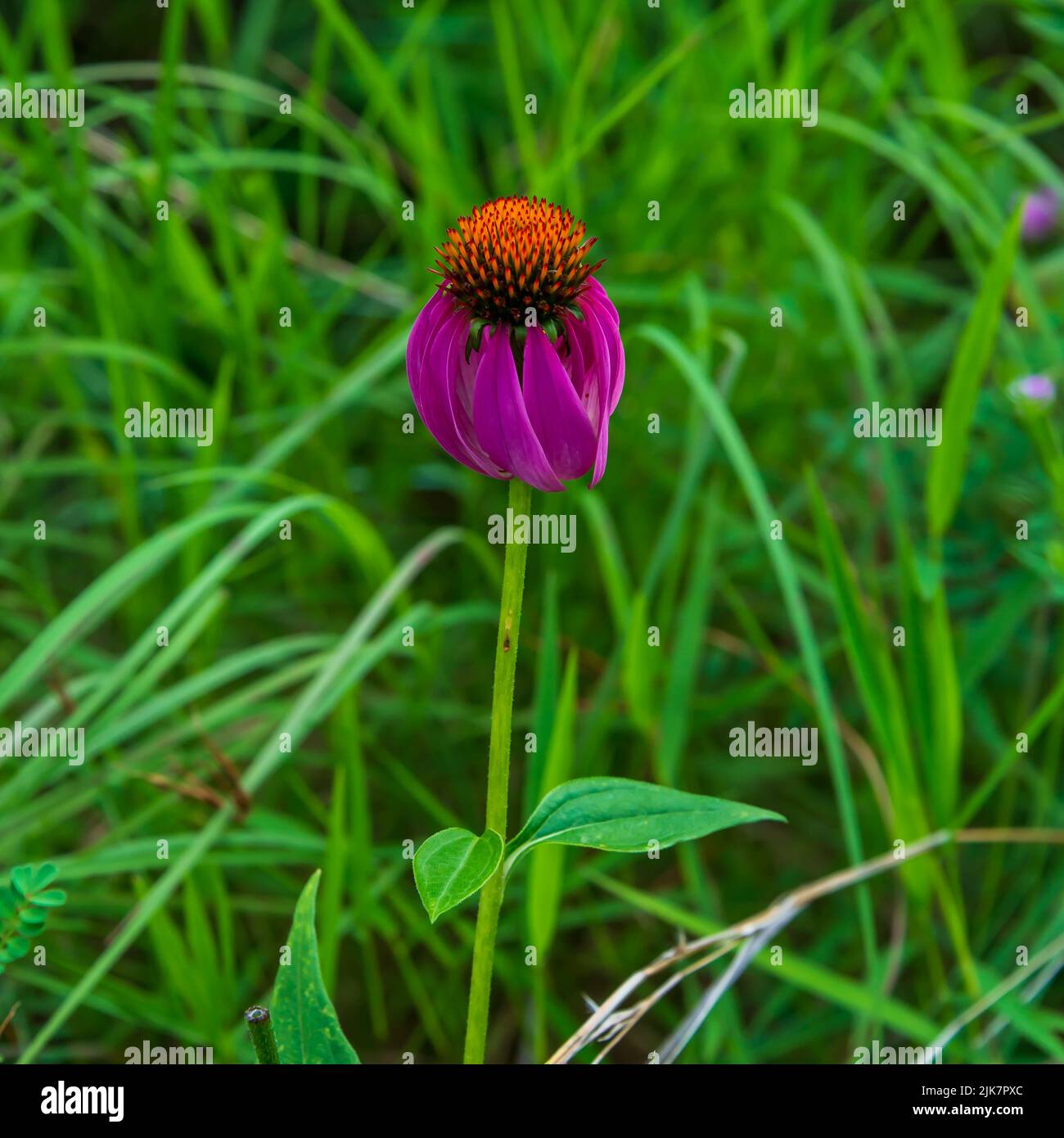 Eine Kegelblume blüht auf einer Wiese. Stockfoto
