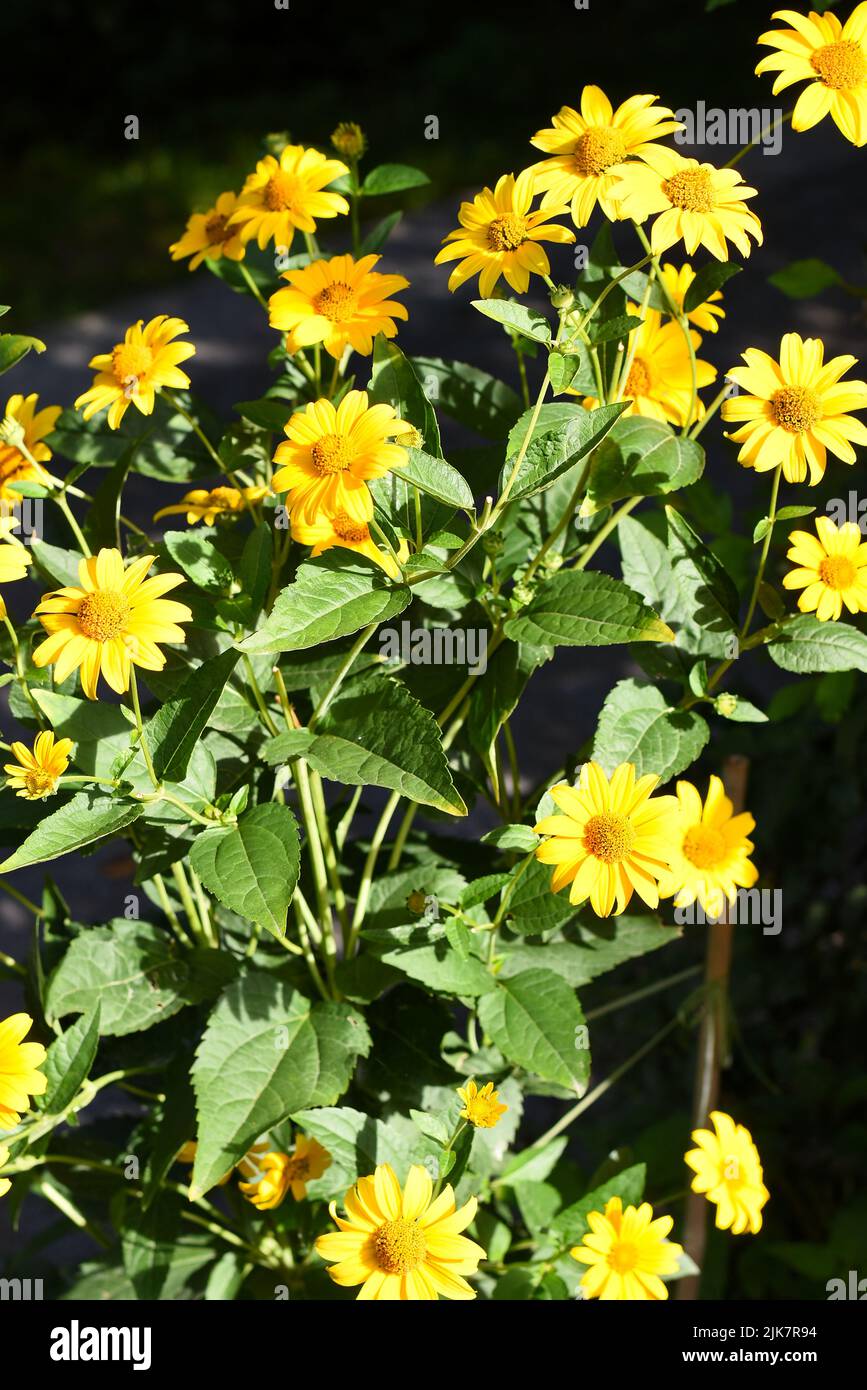 Die gelbe Blüte der Gartenpflanze im hellen Sonnenlicht. Tithonia rotundifolia Stockfoto