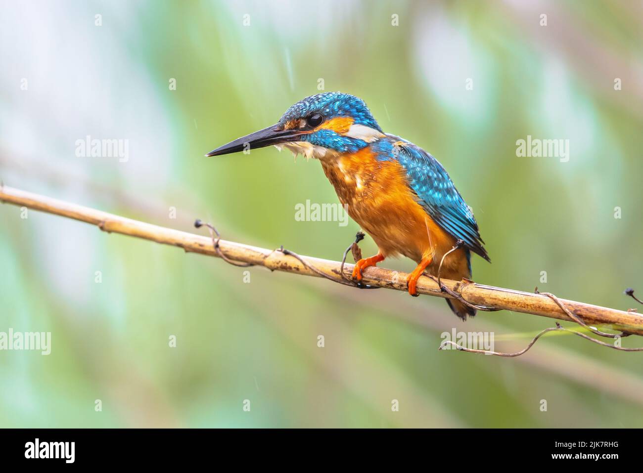 Gewöhnlicher Europäischer Eisfischer (Alcedo atthis), der auf Schilf über dem Fluss thront und nach Fischen jagt. Dieser farbenfrohe Vogel ist in ganz Europa sehr verbreitet. W Stockfoto