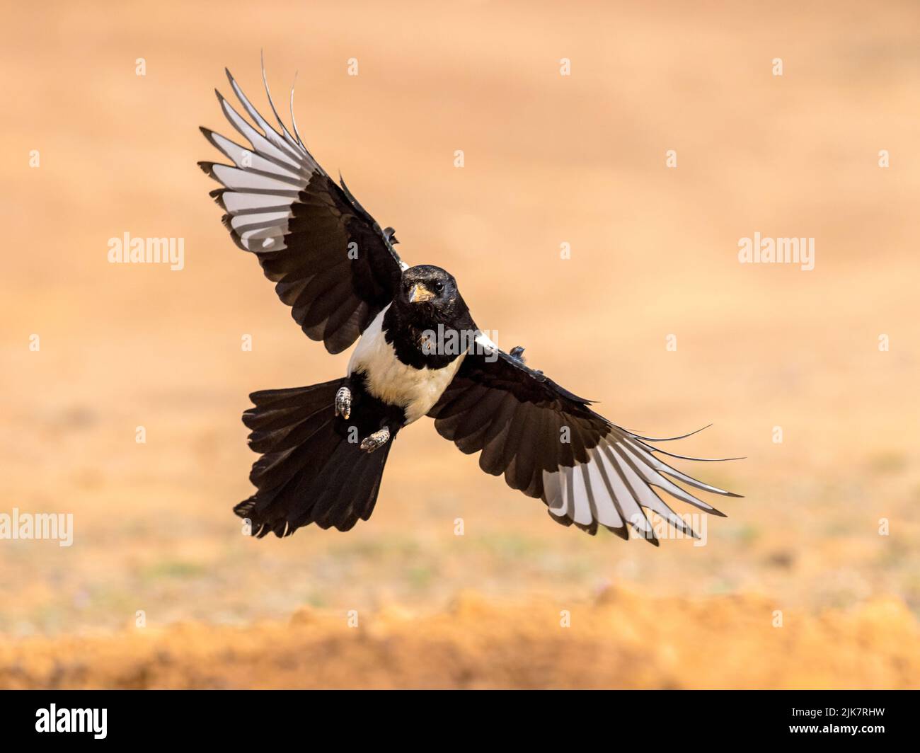 Eurasische Elster (Pica pica) Fliegen auf hellem Hintergrund und betrachten die Kamera in Extremadura, Spanien. April. Wildlife Szene der Natur in Europa. Stockfoto