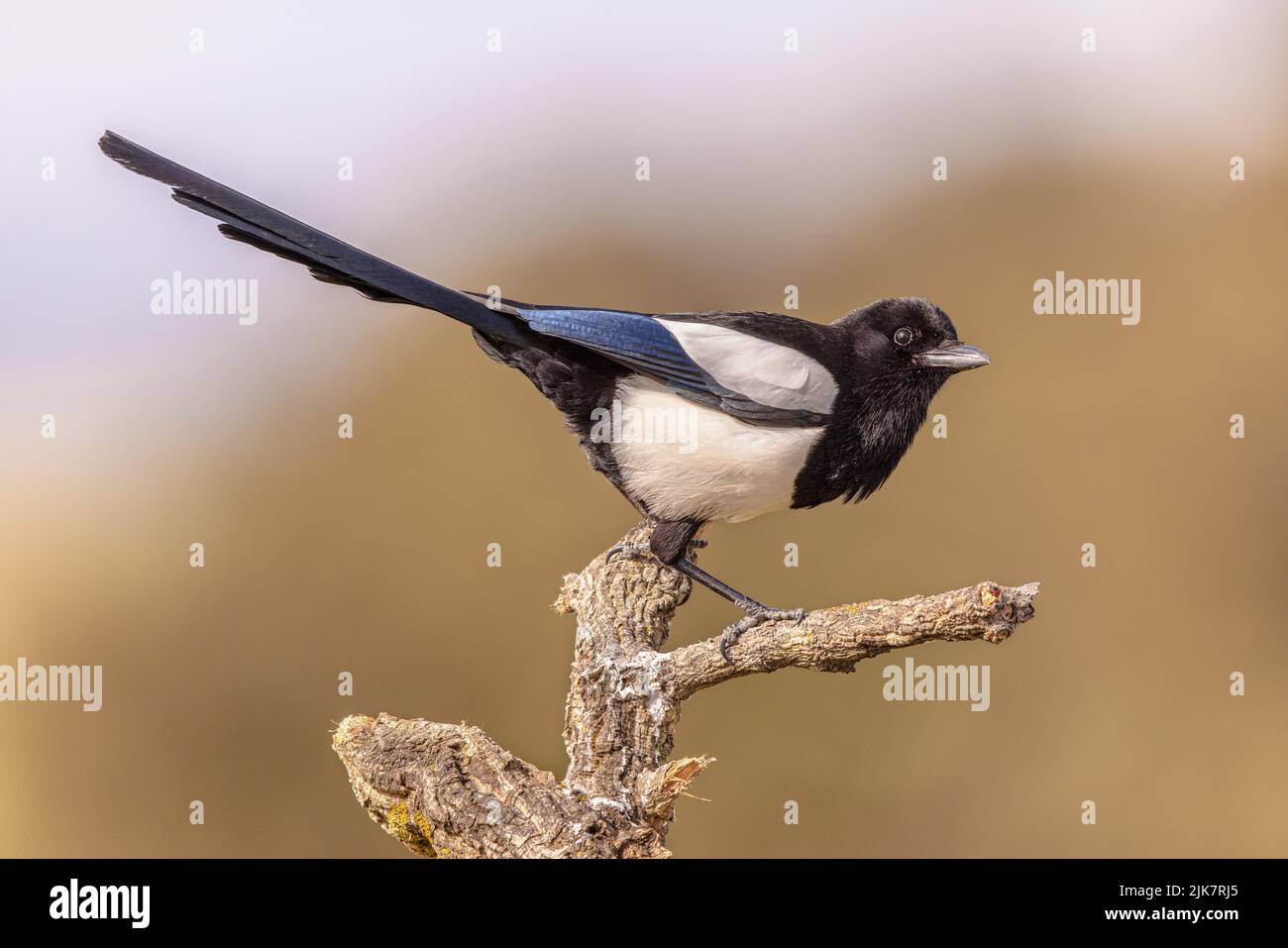Eurasische Elster (Pica pica), die in einem Baum auf hellem Hintergrund thront und die Kamera in Extremadura, Spanien, anschaut. April. Wildlife Szene der Natur in Europ Stockfoto