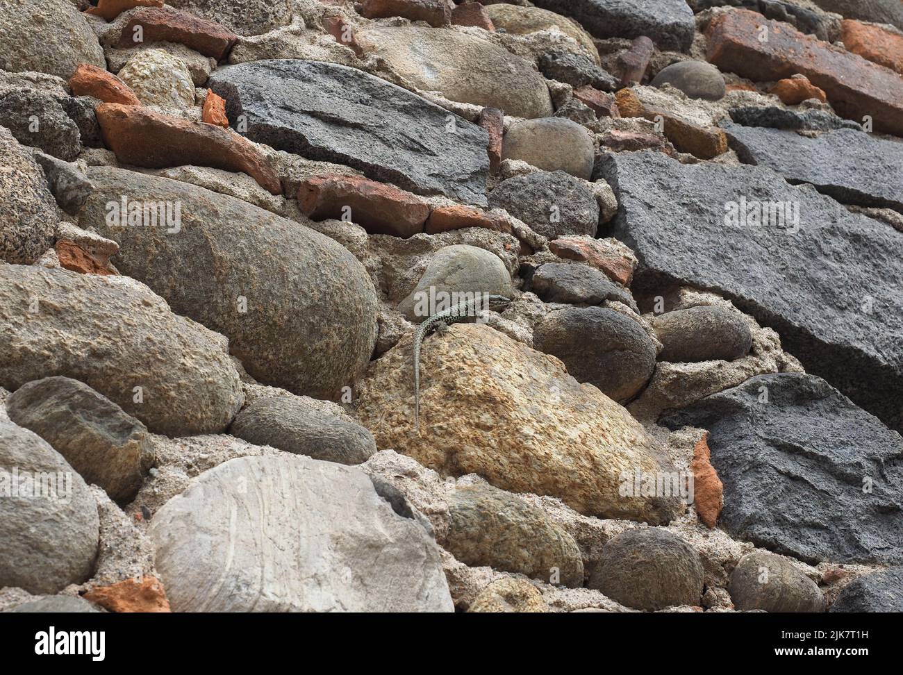 Echsenname Lacertilia von Reptilien der Tierklasse an einer Steinmauer Stockfoto