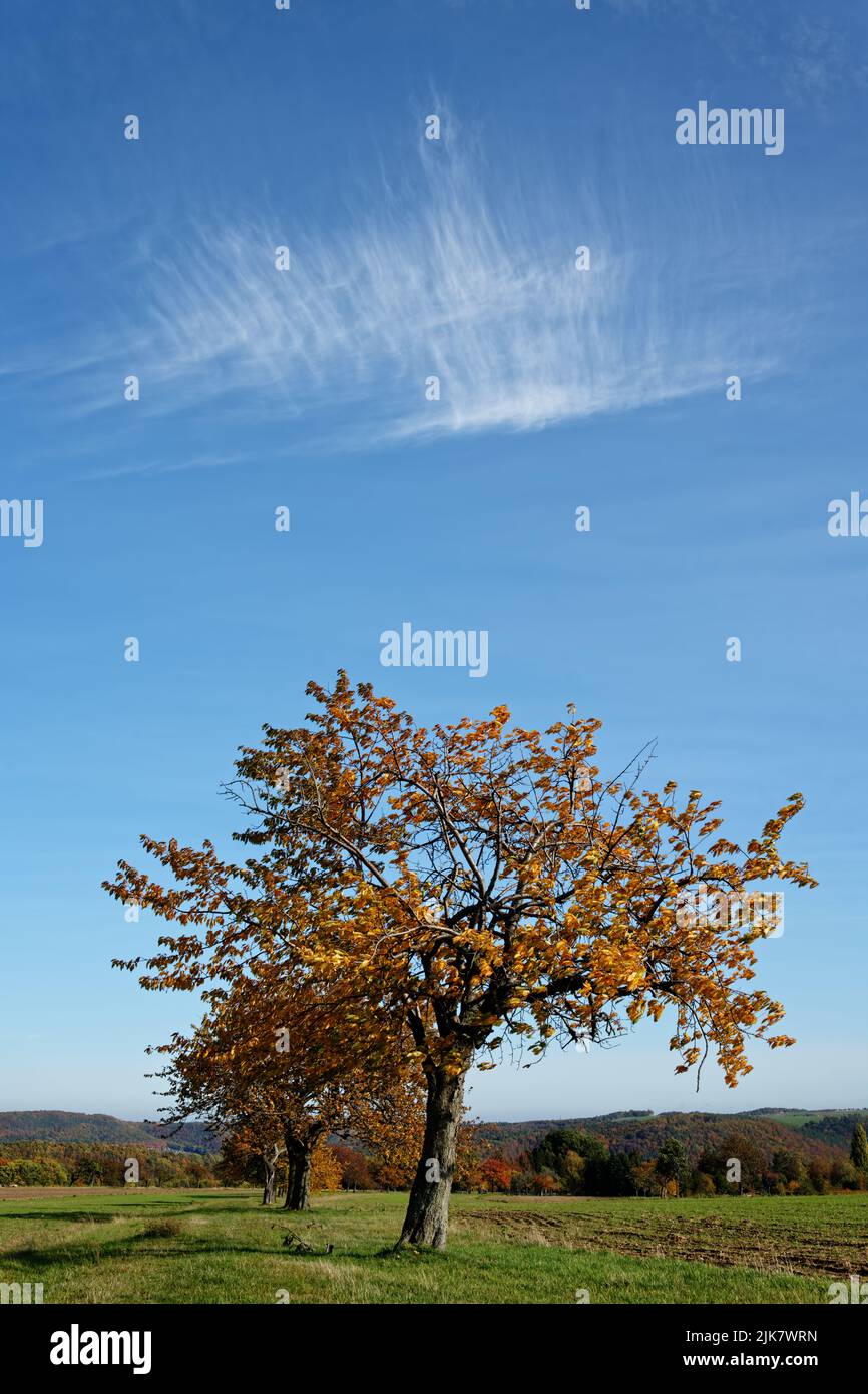 Eine Reihe älterer Obstbäume in Herbstfarben steht auf einer Wiese, ein Baum im Vordergrund als Hauptmotiv, im Hintergrund eine Landschaft mit Flachland Stockfoto