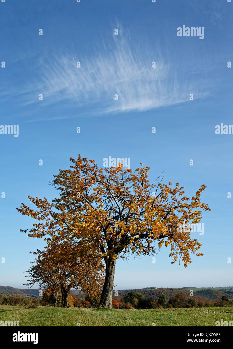 Eine Reihe älterer Obstbäume in Herbstfarben steht auf einer Wiese, ein Baum im Vordergrund als Hauptmotiv, im Hintergrund eine Landschaft mit Flachland Stockfoto